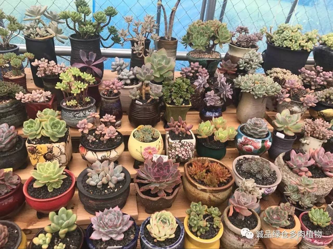 秀肉肉｜本周韩国肉肉直播图集