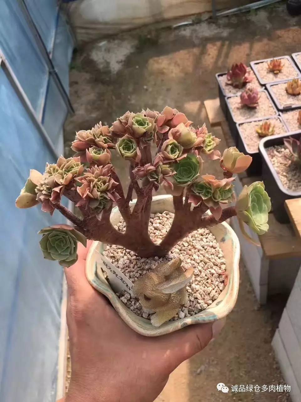 秀肉肉｜本周韩国肉肉直播图集