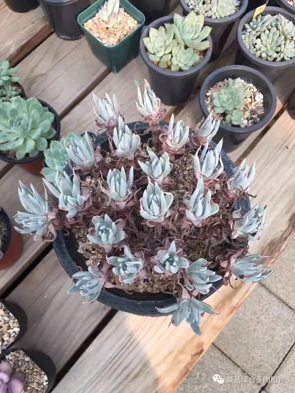 秀肉肉｜本周韩国肉肉直播图集