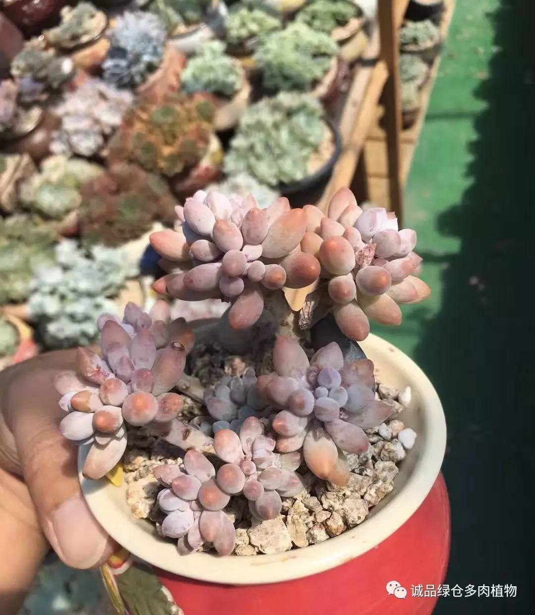 秀肉肉｜本周韩国肉肉直播图集