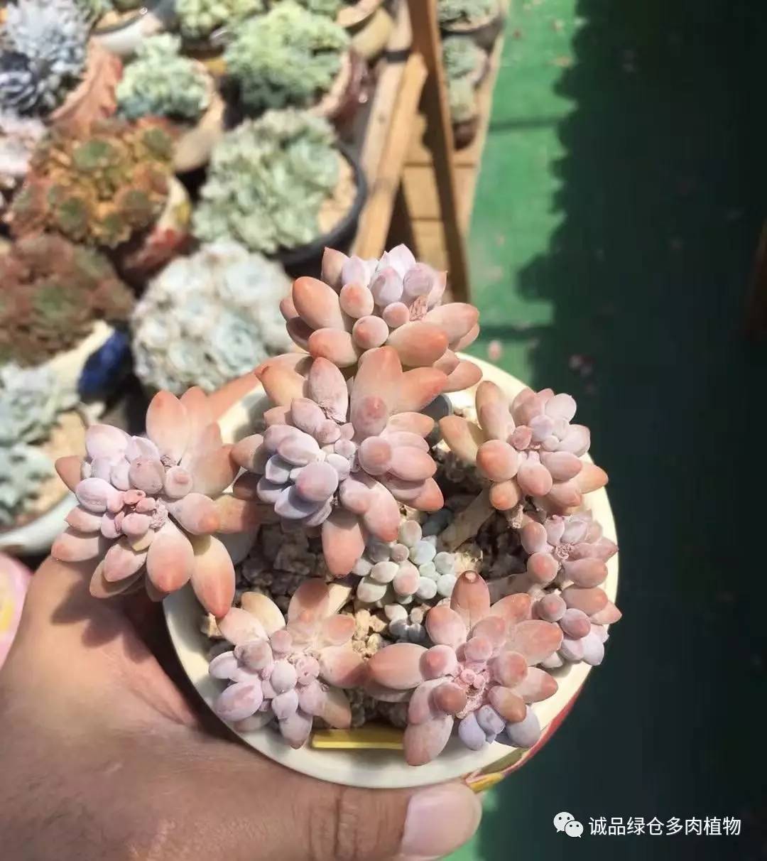 秀肉肉｜本周韩国肉肉直播图集