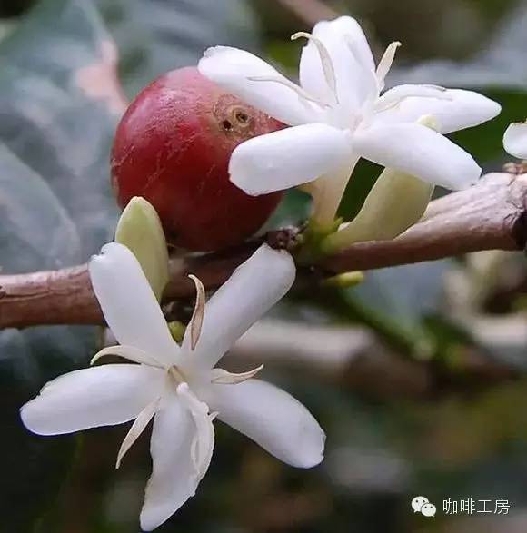 单品咖啡和意式咖啡,咖啡品种科普