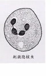 传染快，流行广，危害大！不用慌，一文教你对付白点病