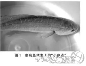 传染快，流行广，危害大！不用慌，一文教你对付白点病