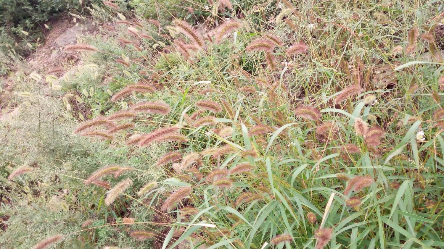 龙泉寺山小环穿——与教师一起爬山庆祝教师节