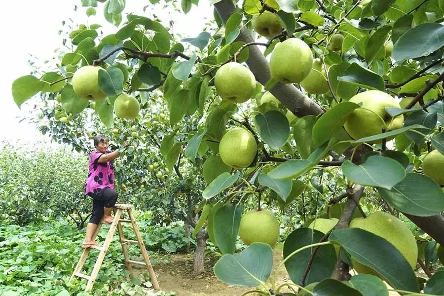 孟津土特产有哪些图片和名字,孟津特产必买清单