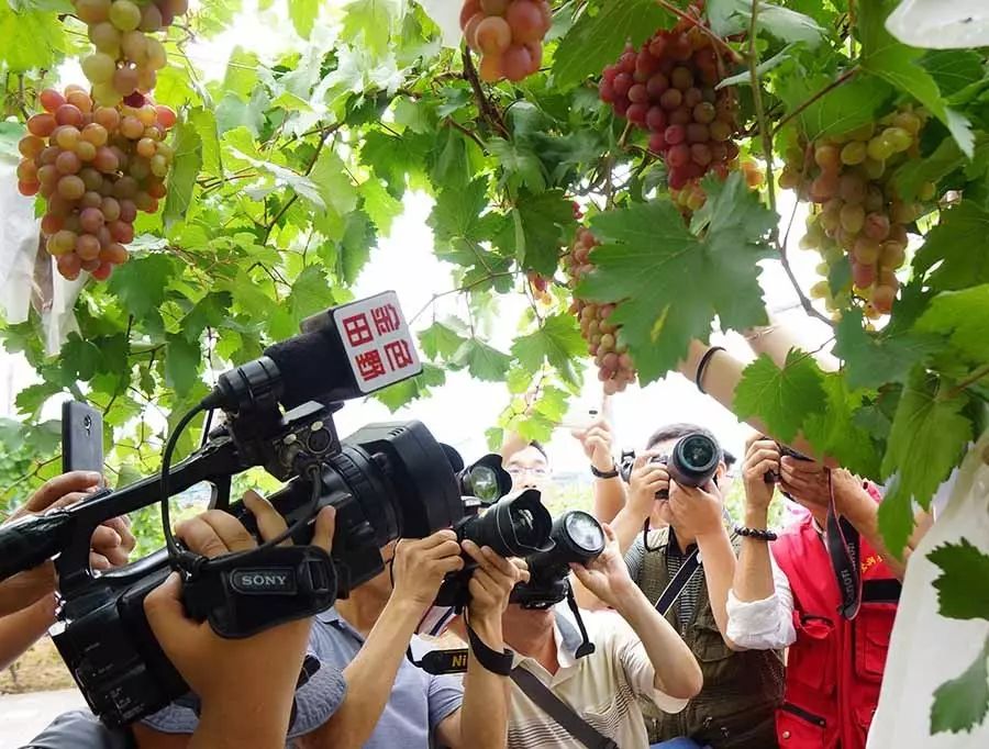 孟津土特产有哪些图片和名字,孟津特产必买清单