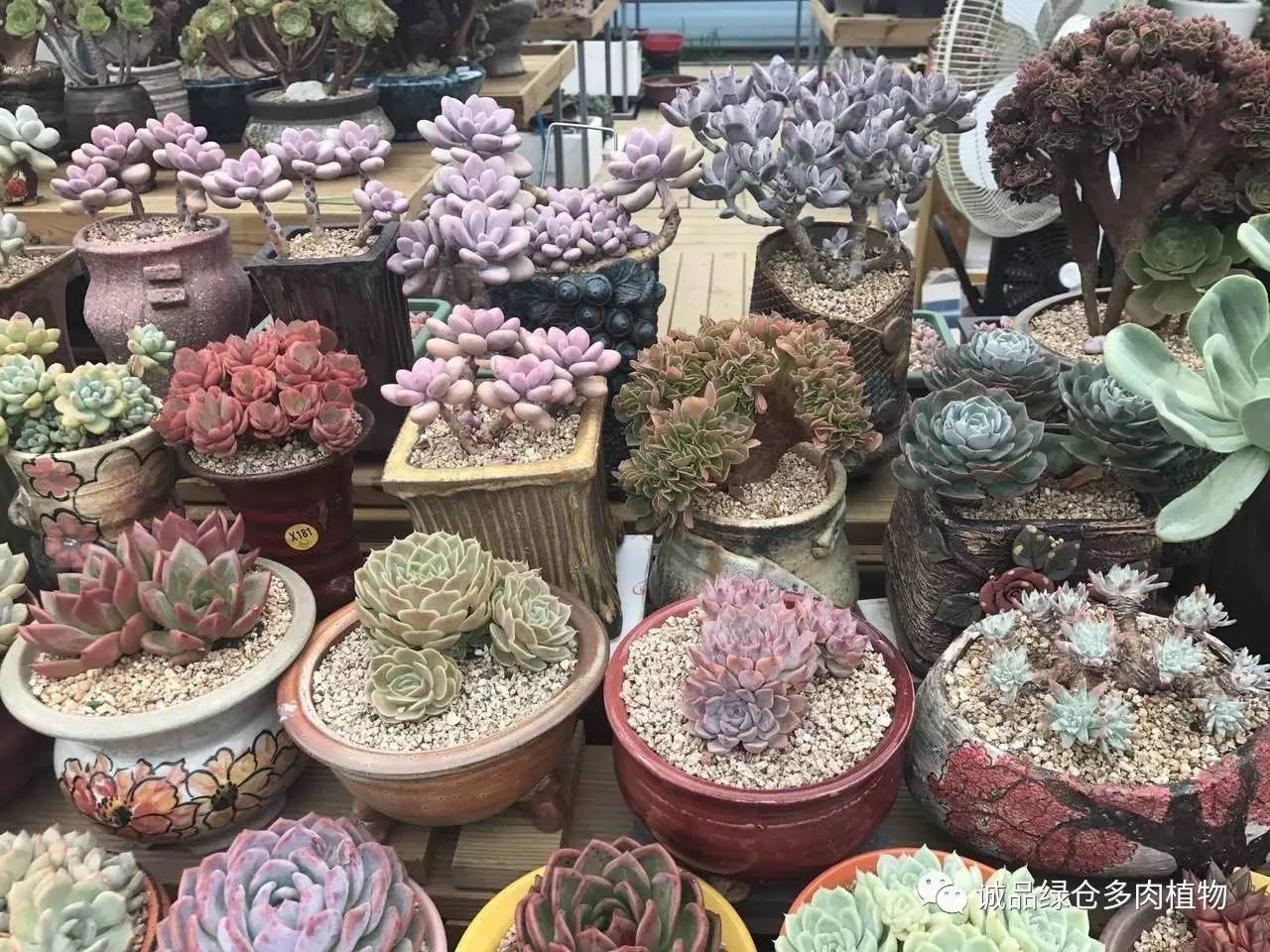 秀肉肉｜本周韩国肉肉直播图集