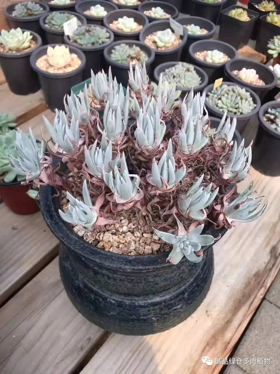 秀肉肉｜本周韩国肉肉直播图集