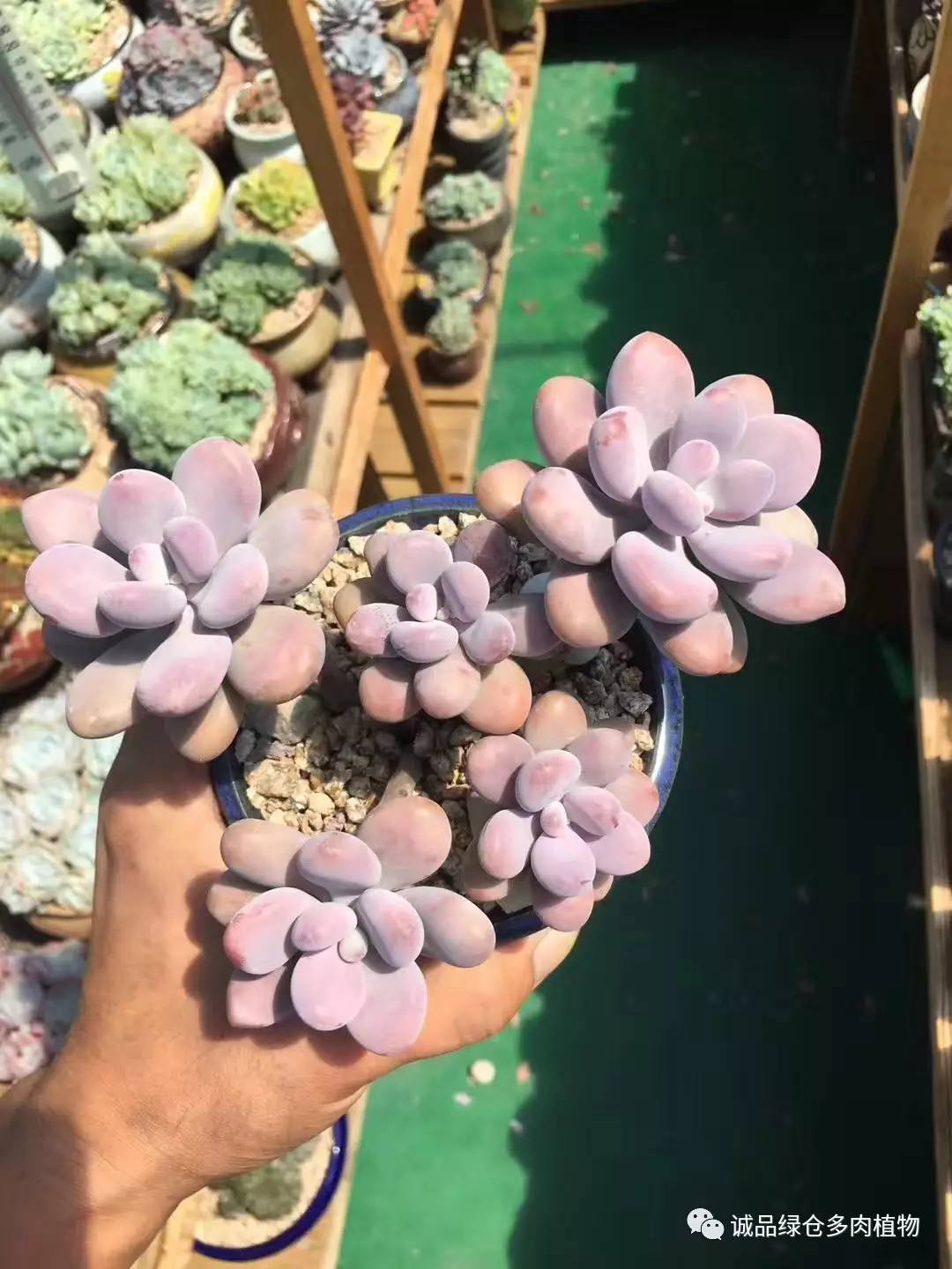 秀肉肉｜本周韩国肉肉直播图集