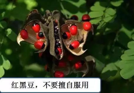 菘蓝花开｜赤小豆——不为相思