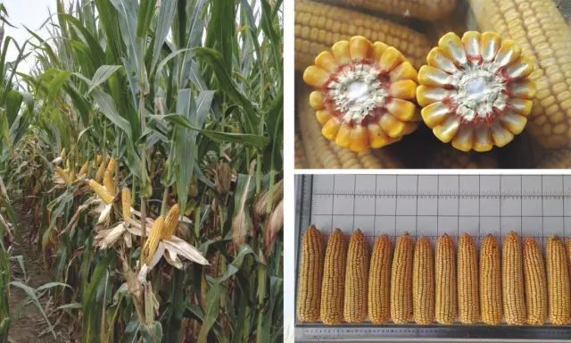 2019年农业部推广的玉米新品种,2022年国家审定的玉米新品种