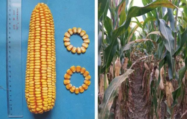 2019年农业部推广的玉米新品种,2022年国家审定的玉米新品种