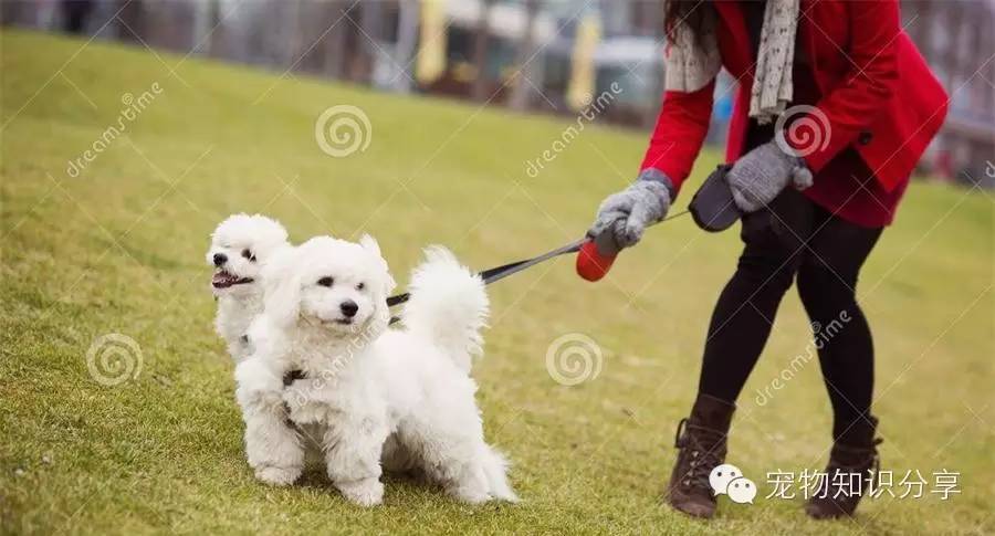 公园遛狗有什么禁忌,半夜三点遛狗的禁忌