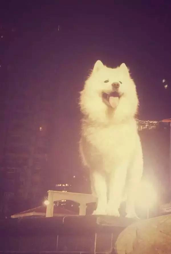 主人不在家狗狗都在想什么,你不在家的时候你的狗狗在干嘛呢