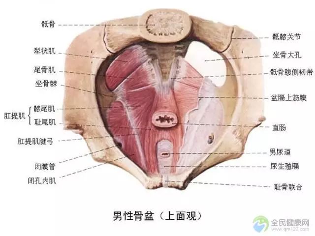 第917期｜骨架与平衡！人体架子是练好太极拳的大问题（推荐阅读）
