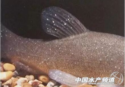 传染快，流行广，危害大！不用慌，一文教你对付白点病