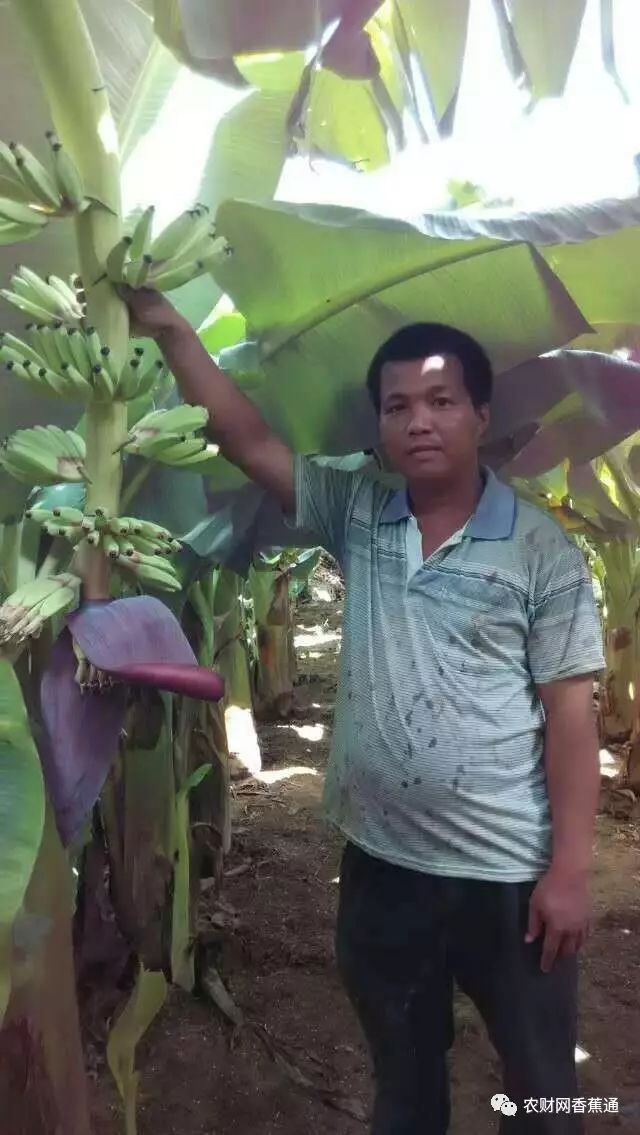 台风天天都有吗,香蕉防台风措施