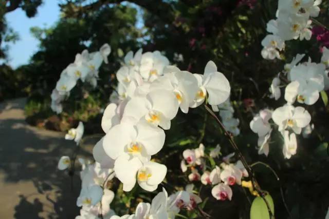 中国东盟博览会旅游展时间表,中国东盟博览会攻略