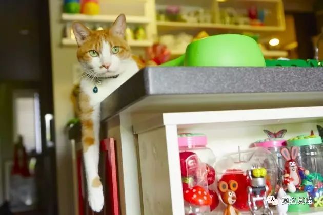 “黑暗系卡哇伊”是什么风格？樋口裕子（YukoHiguchi）笔下的猫咪异想世界