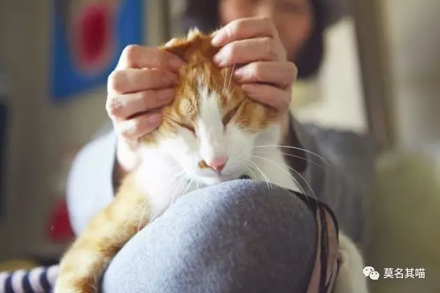 “黑暗系卡哇伊”是什么风格？樋口裕子（YukoHiguchi）笔下的猫咪异想世界