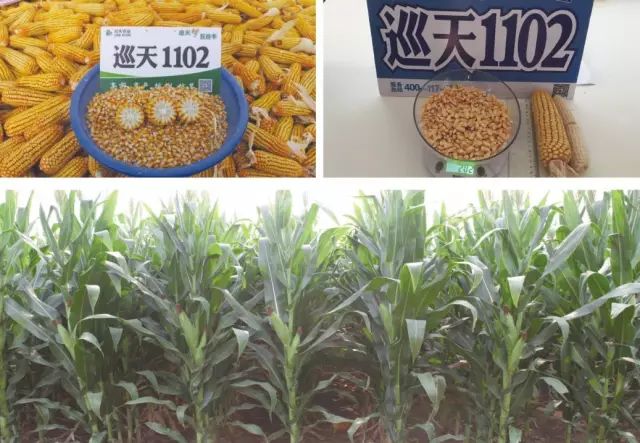 2019年农业部推广的玉米新品种,2022年国家审定的玉米新品种