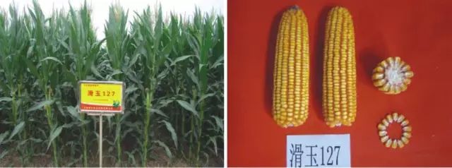 2019年农业部推广的玉米新品种,2022年国家审定的玉米新品种