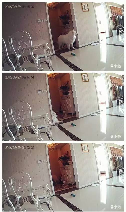 主人不在家狗狗都在想什么,你不在家的时候你的狗狗在干嘛呢