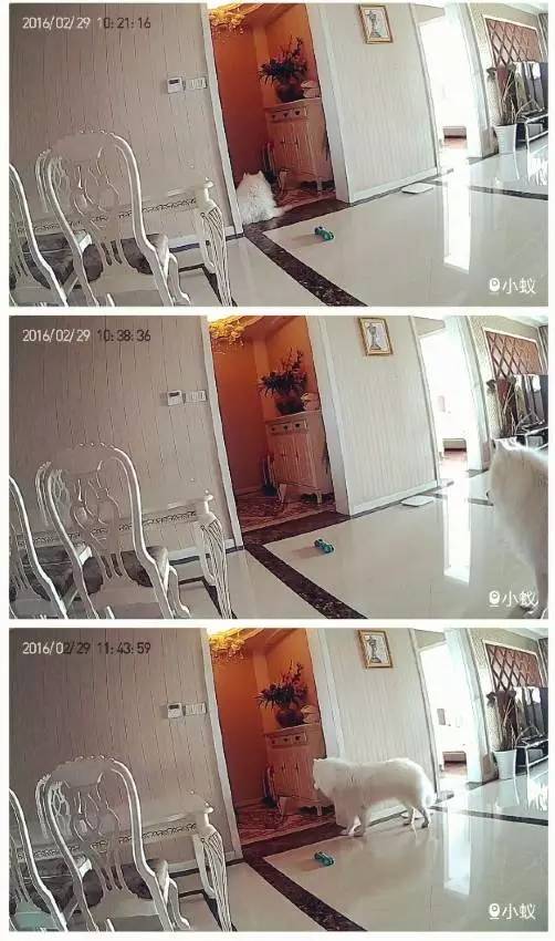 主人不在家狗狗都在想什么,你不在家的时候你的狗狗在干嘛呢