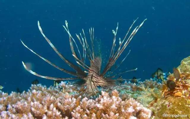 免签的海岛哪个好玩,斐济十大顶级海滩