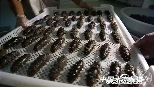 连海都没有见过的人，却靠海参发家致富！