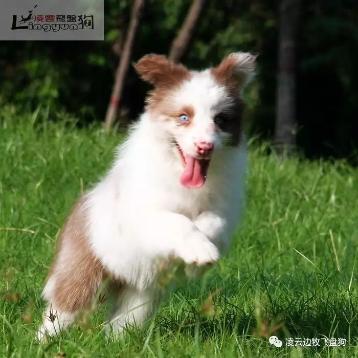 如何判断边牧健康,一岁半的边牧会有哪些变化