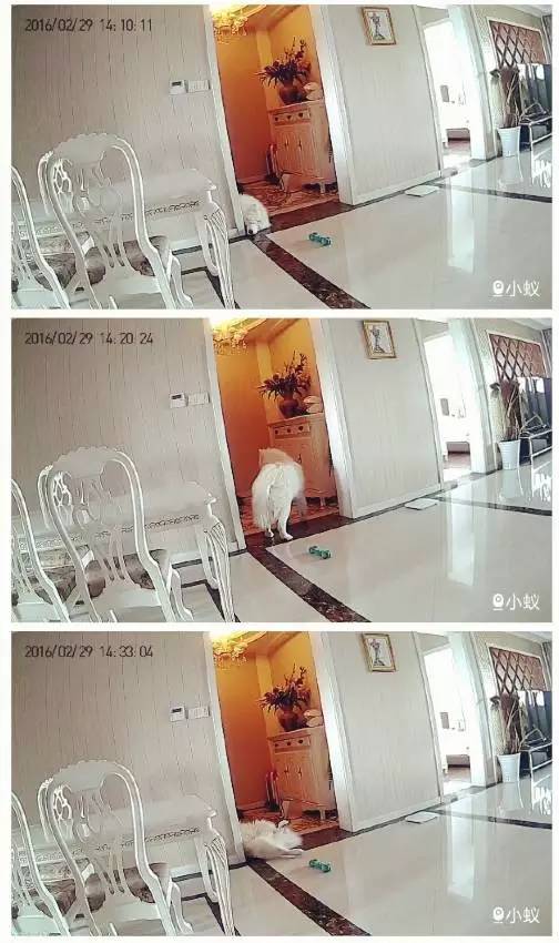 主人不在家狗狗都在想什么,你不在家的时候你的狗狗在干嘛呢