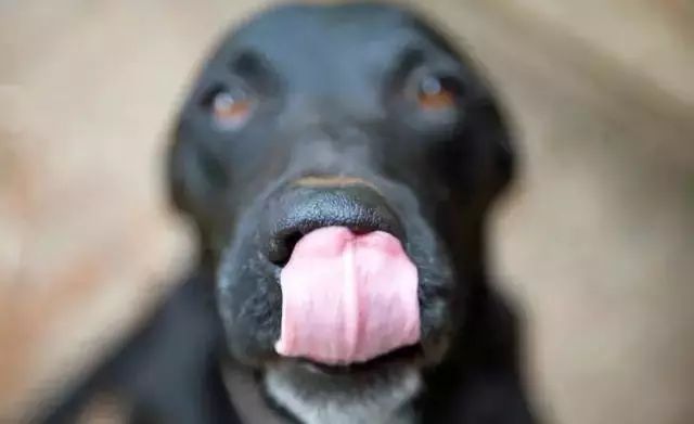 「哏儿都萌宠」——狗狗向你求救的信号，一定要关注