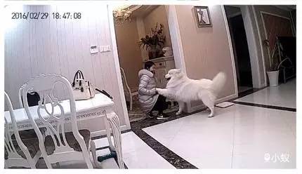 主人不在家狗狗都在想什么,你不在家的时候你的狗狗在干嘛呢