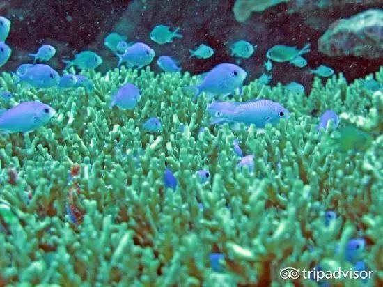 免签的海岛哪个好玩,斐济十大顶级海滩