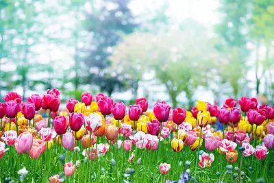 记忆里的花儿歌曲视频,记忆里的花和眼前的花