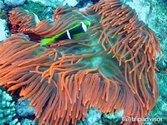 免签的海岛哪个好玩,斐济十大顶级海滩