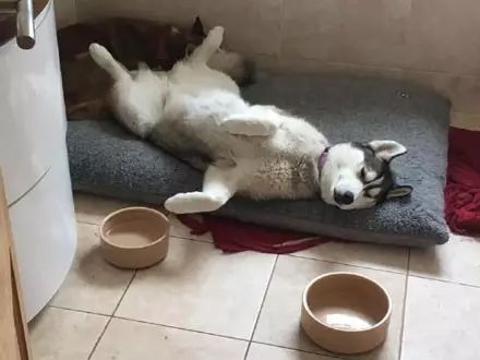 狗狗喝醉了是什么样,哈士奇喝醉了搞笑