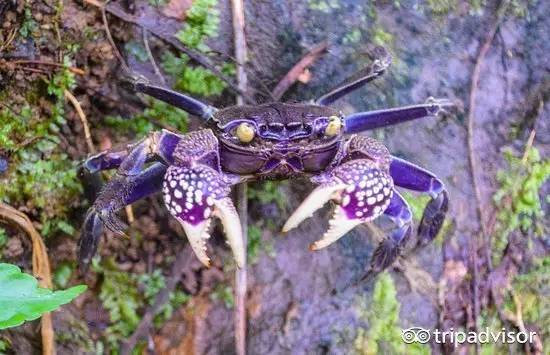 免签的海岛哪个好玩,斐济十大顶级海滩