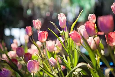 记忆里的花儿歌曲视频,记忆里的花和眼前的花