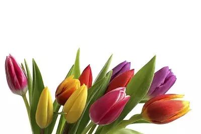 记忆里的花儿歌曲视频,记忆里的花和眼前的花