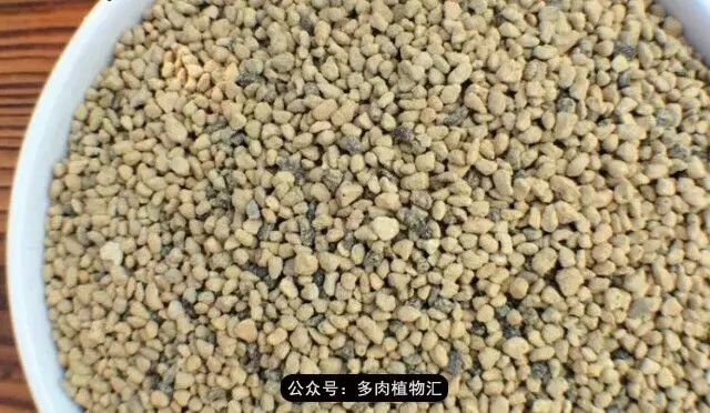 韩国如何养多肉,家庭养多肉用什么施肥