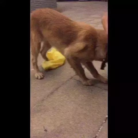 「哏儿都萌宠」——狗狗向你求救的信号，一定要关注