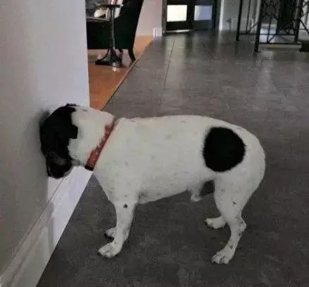 「哏儿都萌宠」——狗狗向你求救的信号，一定要关注