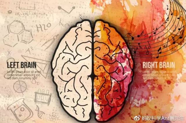 右脑发达的人右脑都比较大吗,右脑潜力开发最佳时期