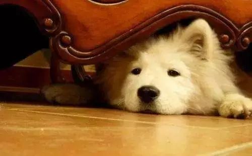 「哏儿都萌宠」——狗狗向你求救的信号，一定要关注