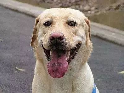 「哏儿都萌宠」——狗狗向你求救的信号，一定要关注