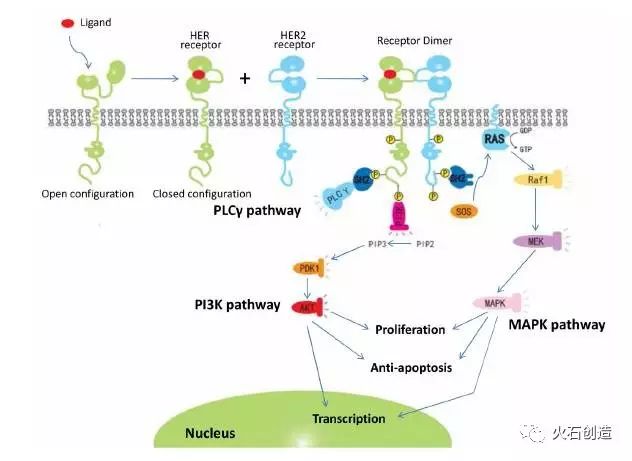her2最新临床进展,nature杂志什么水平能看懂