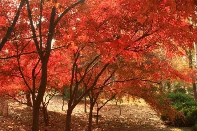 植物鸡爪槭,鸡爪槭盆景养护